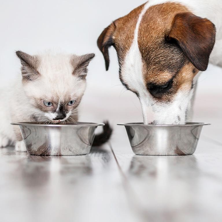 dog and cat eating out of bowls