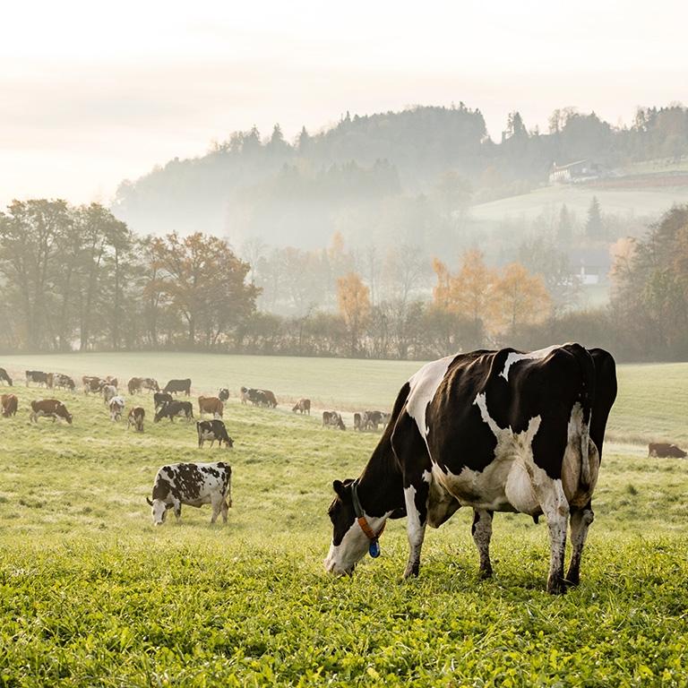 cows in a green pasture